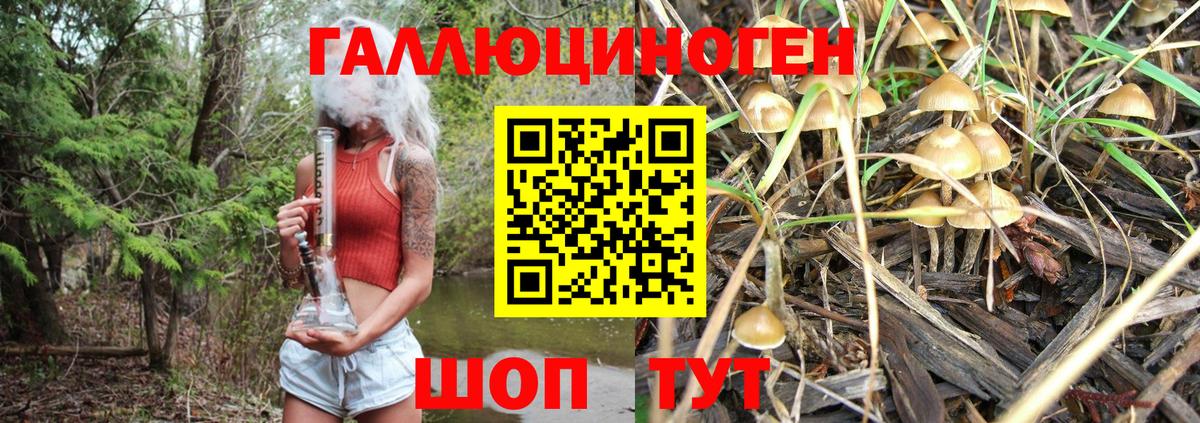 как найти   Галлюциногенные грибы Cubensis  Екатеринбург  Вход с VPN  Псилоцибиновые грибы Psilocybe 